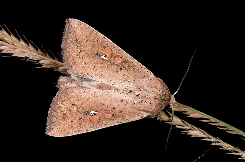 Mythimna purpurpatagis Male